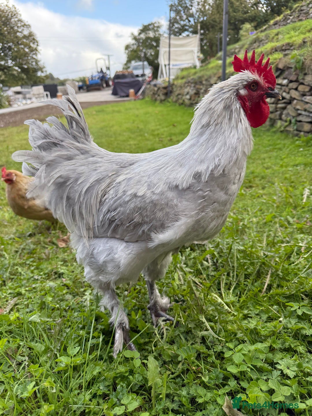 Chickens poultry for sale: Day old chicks, Are you chasing the rainbow eggs.  - Image 10