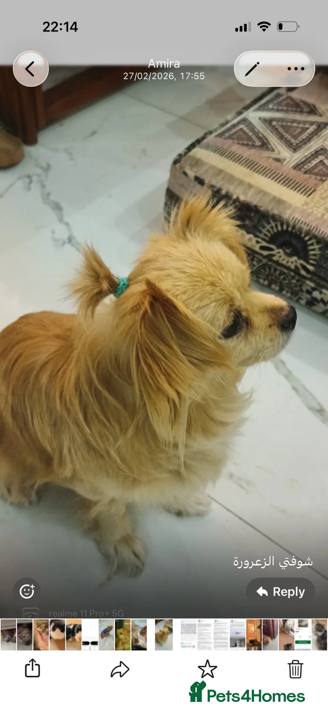 Mixed Breed cats for adoption: Karamella - Advert 6