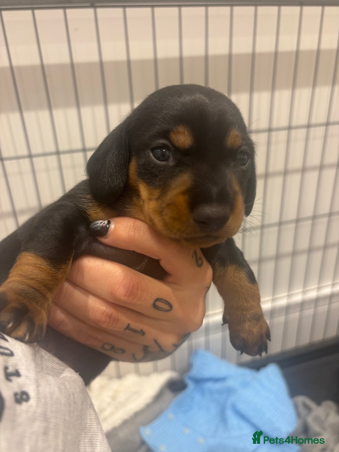 Miniature Dachshund dogs for sale: Miniature Sausages 🌭 - Image 4