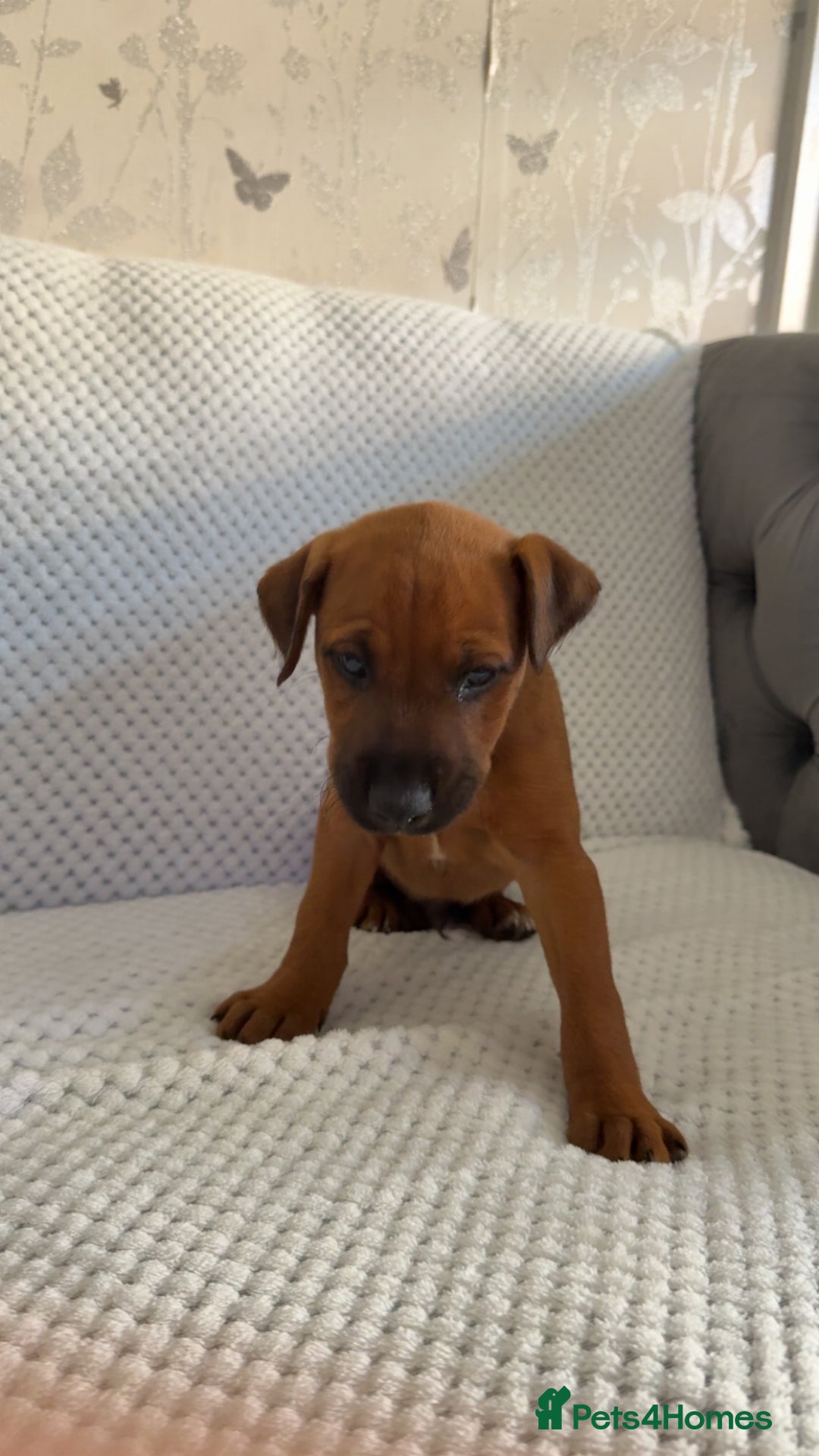 Mixed Breed dogs for sale: whippet x pit - Image 4