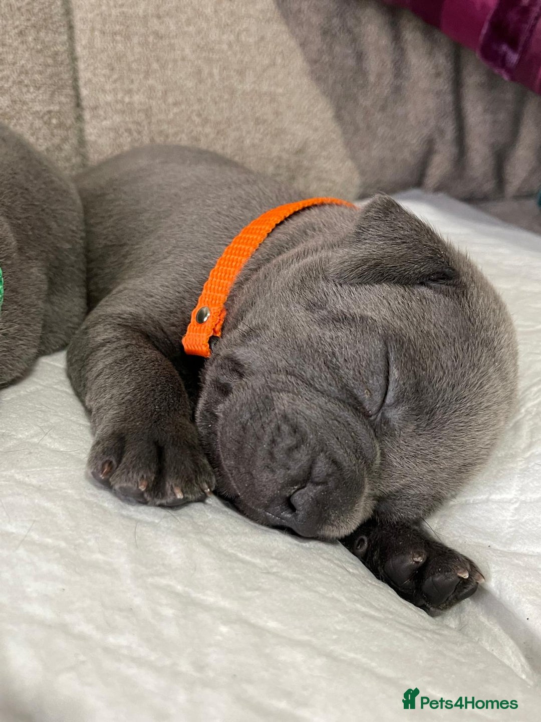 Staffordshire Bull Terrier dogs for stud: PRINCE- SOLID BLUE CHAMPION BRED in Smethwick - Advert 8