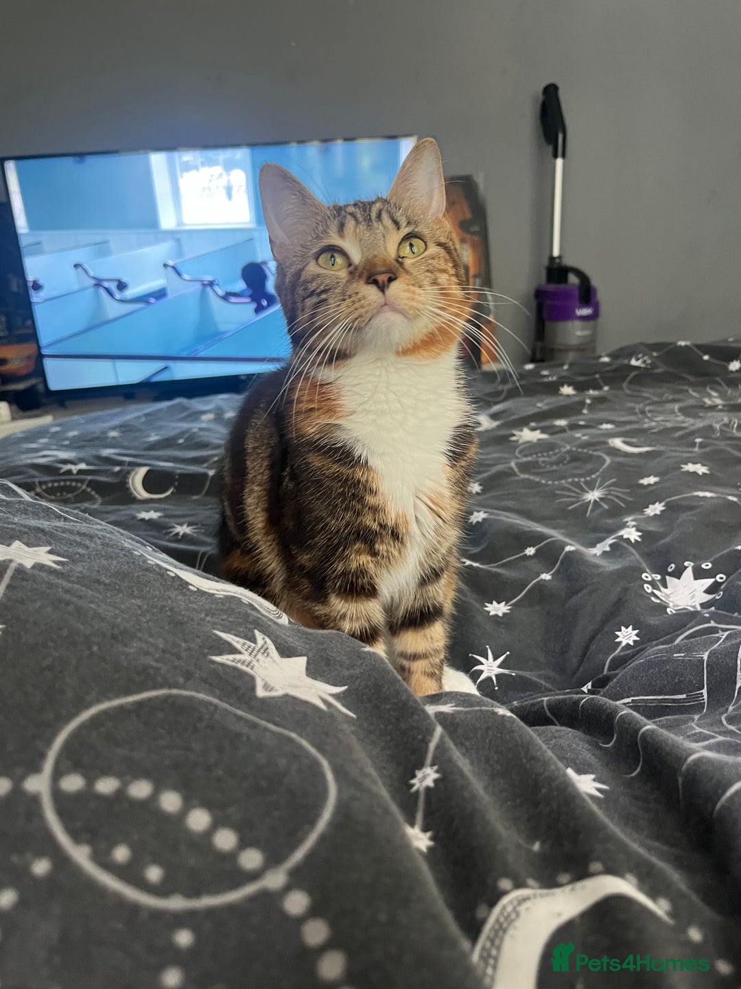 British Shorthair cats for sale: Nalah  - Advert 5