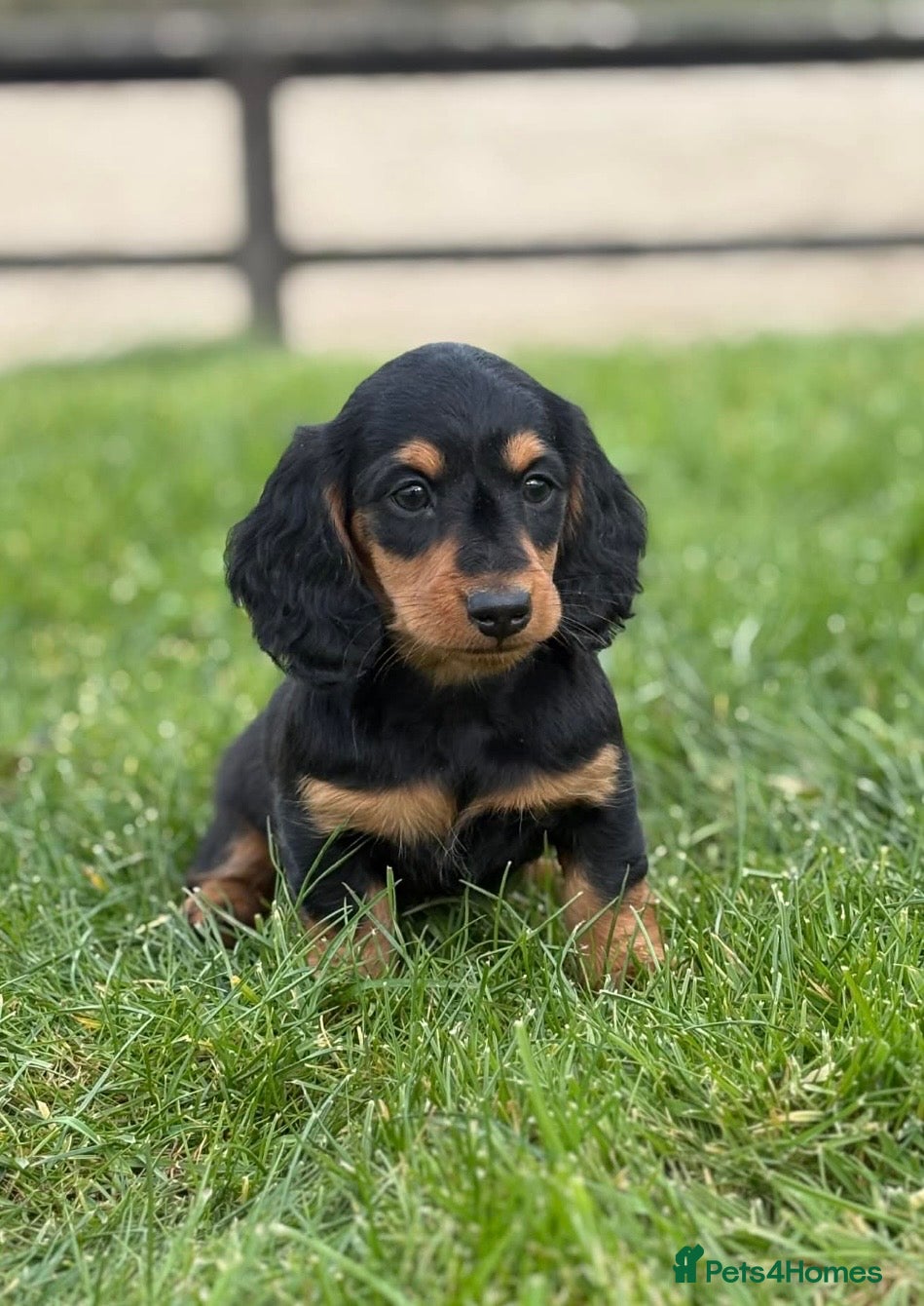 Dachshund dogs Adorable long haired miniature dachshund puppies  - Advert 15