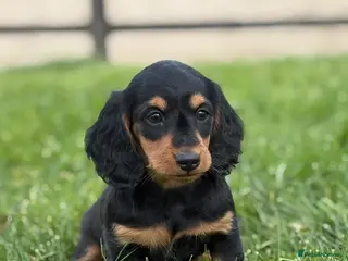 Dachshund dogs Adorable long haired miniature dachshund puppies - Advert 15