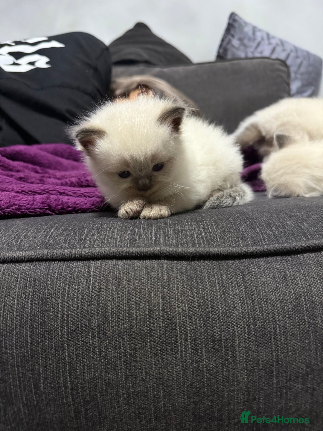 Ragdoll cats for sale: 7 beautiful lynx blue/seal point ragdoll kittens - Image 9