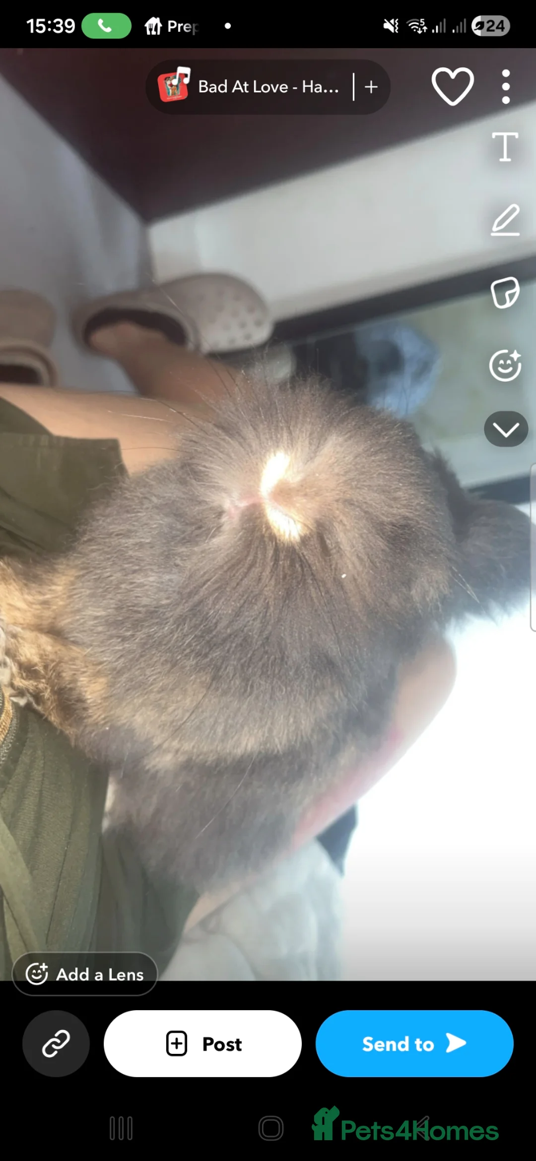Mixed Breed rabbits for sale: Pure lionhead  - Advert 2