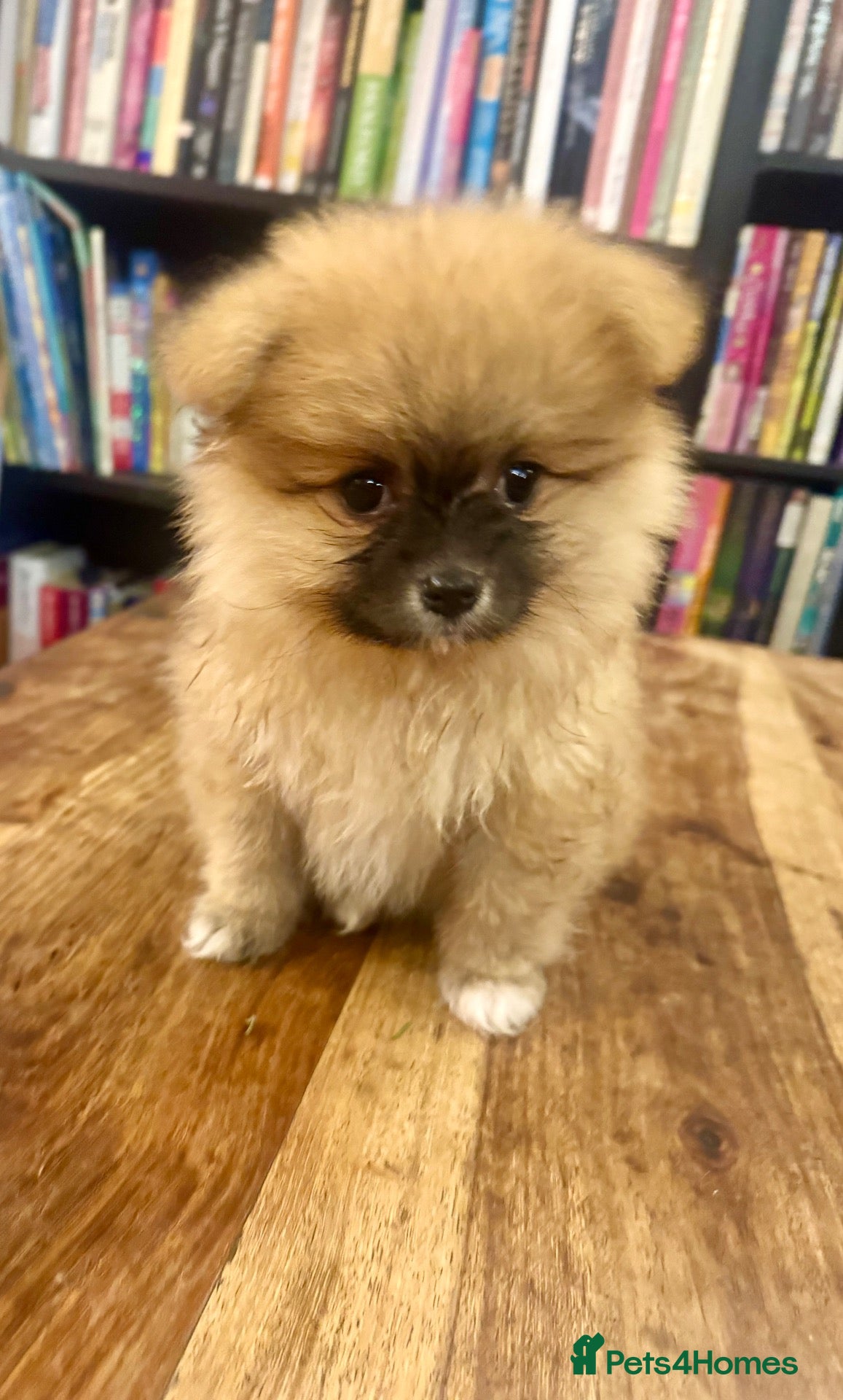 Pomeranian dogs Cream shaded Pomeranian pups - Advert 2