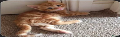 Mixed Breed Kitten 2