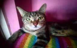 Mixed Breed cats for sale: Older Kittens for sale - Image 7