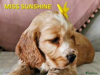 Cocker Spaniel dogs LAST ONE!! Golden Kc Show Type Cocker Spaniels. - Advert 15