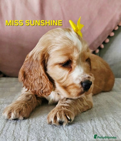 Cocker Spaniel dogs LAST ONE!! Golden Kc Show Type Cocker Spaniels. - Advert 1