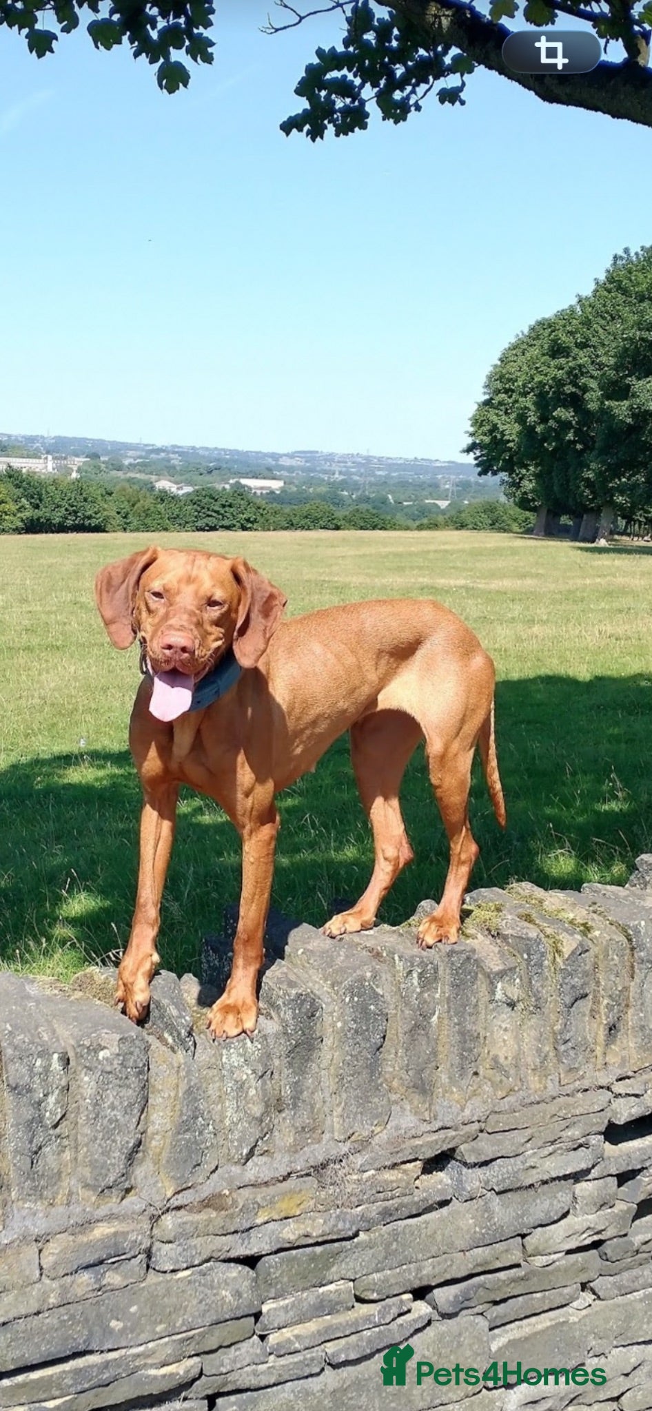 Hungarian Vizsla dogs Gunfield duel purpose - Exceptional Show & Working - Advert 1