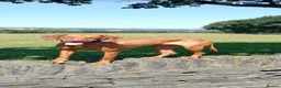 Hungarian Vizsla dogs for sale: Gunfield duel purpose - Exceptional Show & Working - Advert 3
