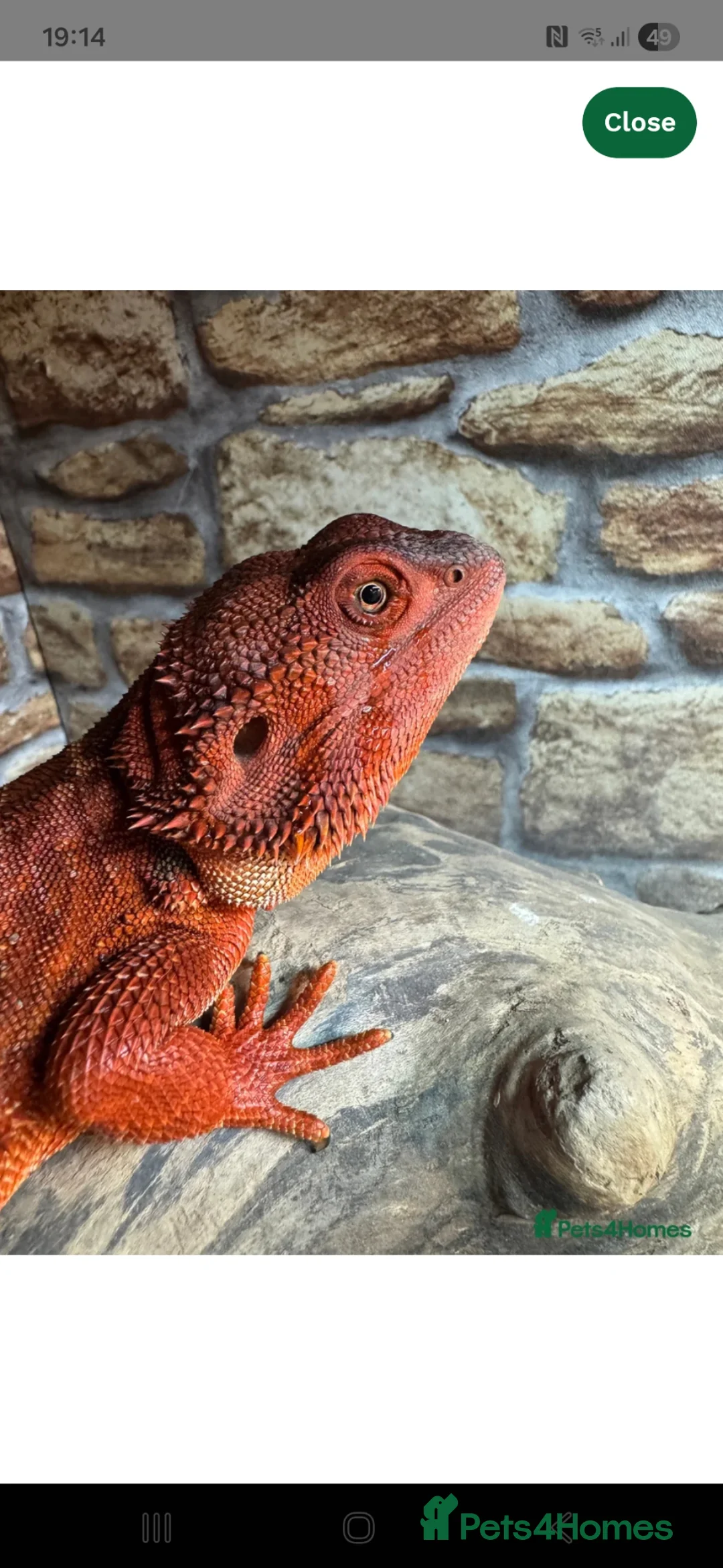 Bearded Dragon reptiles for sale: 2 red monsters for sale, male and female  - Advert 1