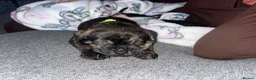 Staffordshire Bull Terrier dogs for sale: Blue American staffies - Advert 8