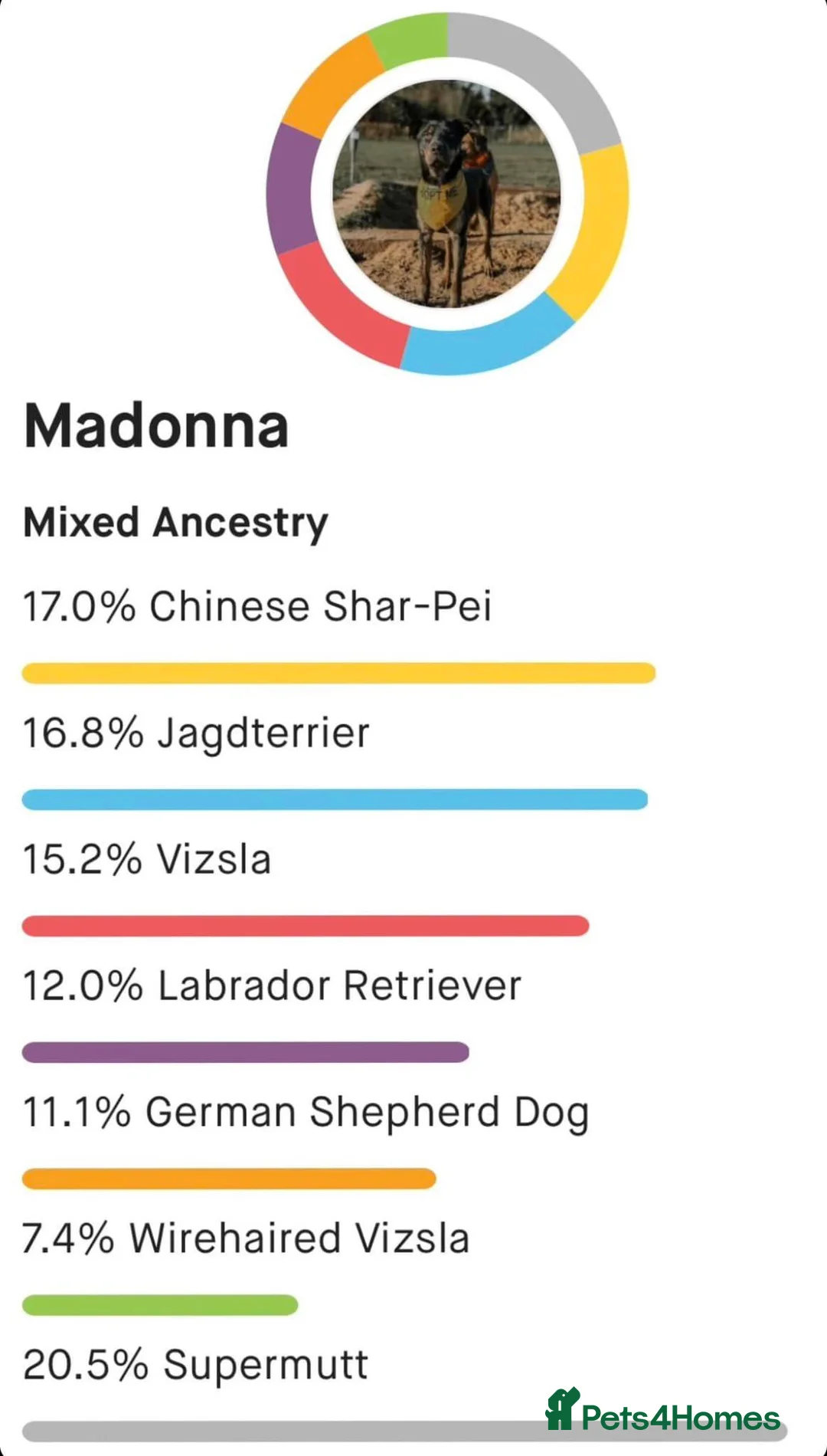 Mixed Breed dogs for adoption: Madonna 18 month old female  in Barry - Advert 9