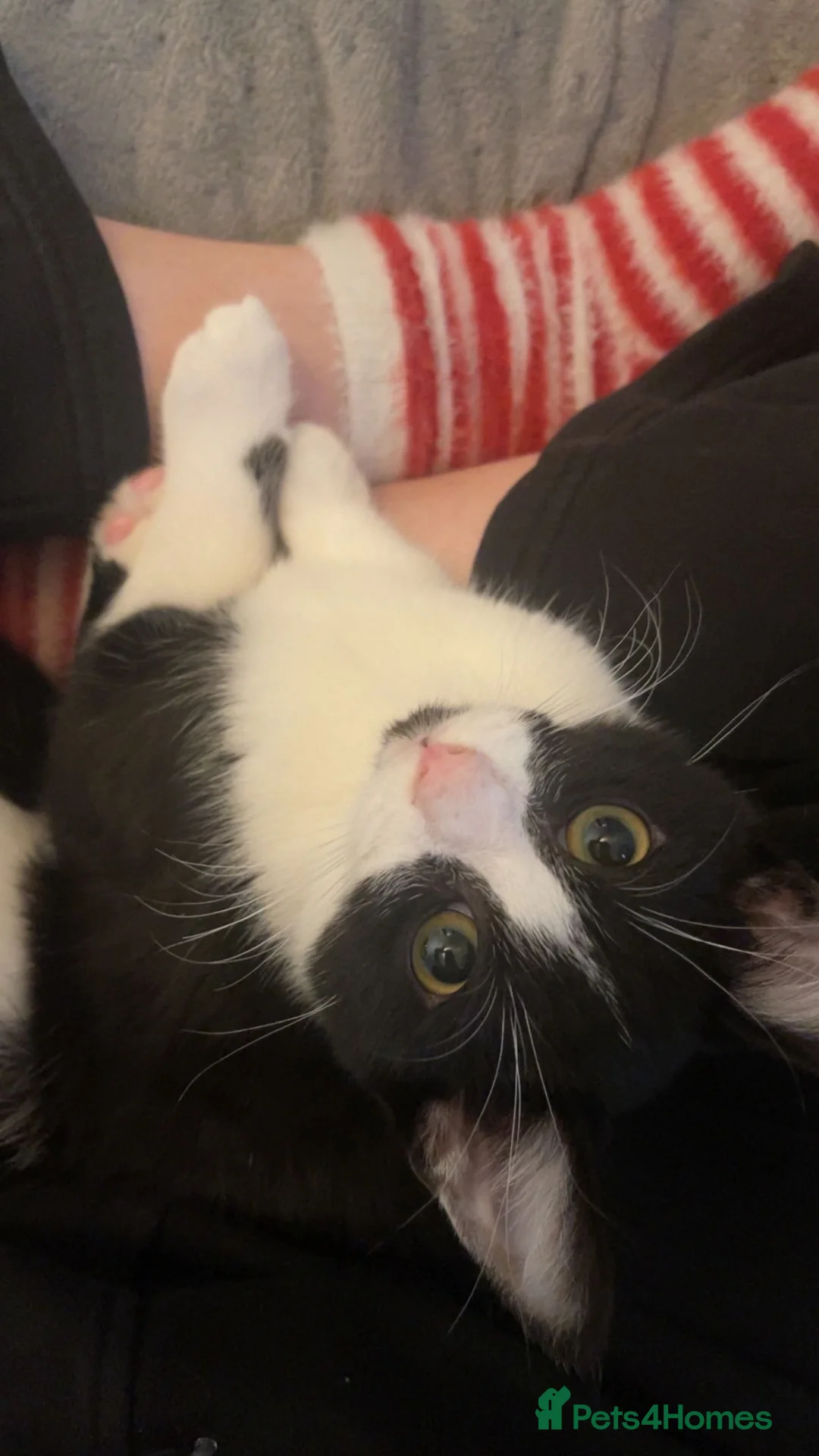 Mixed Breed cats for sale: Cat for sale  in Letchworth Garden City - Advert 3
