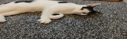 Mixed Breed cats for sale: Pandy in Birkenhead - Advert 14
