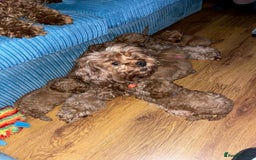 Cavapoo dogs for sale: Playful, affectionate, red Cavapoo puppies  - Image 23