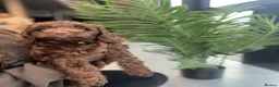 Cockapoo dogs for sale: F2 beautiful cockapoo puppies  in Leamington Spa - Advert 20