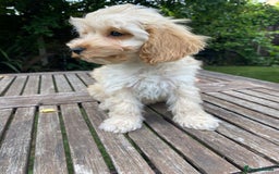 Cockapoo dogs for sale: F1 Teddy bear Cockapoo girl.SOLD. - Image 4