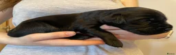 Goldador dogs for sale: Extensively health tested Goldador 5⭐️ homebreeder - Advert 10