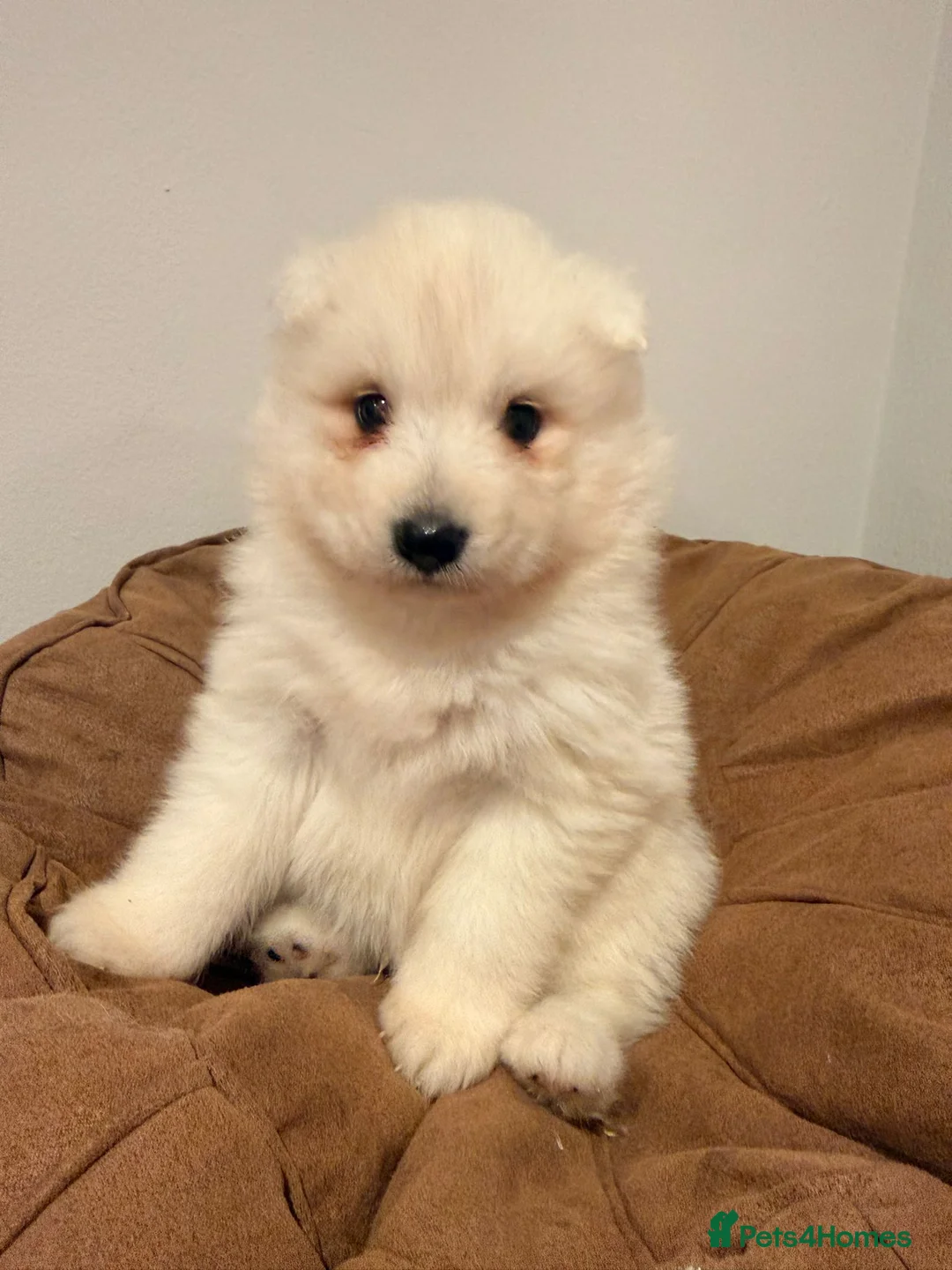 Samoyed dogs for sale: Samoyed Puppies for Sale - Advert 5