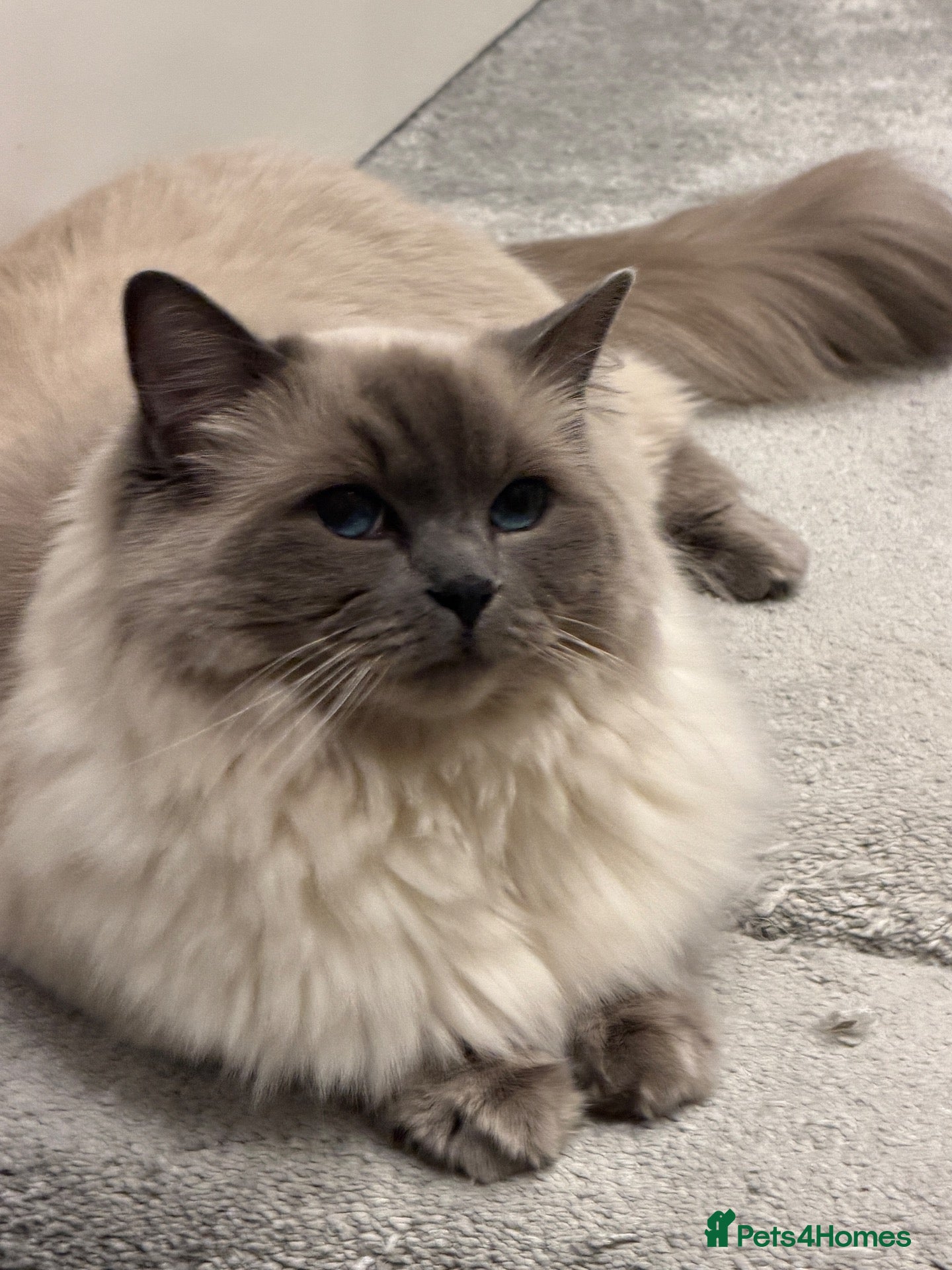 Ragdoll cats Rehoming  - Advert 3