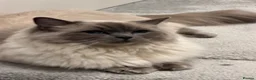 Ragdoll cats for sale: Rehoming  - Advert 1