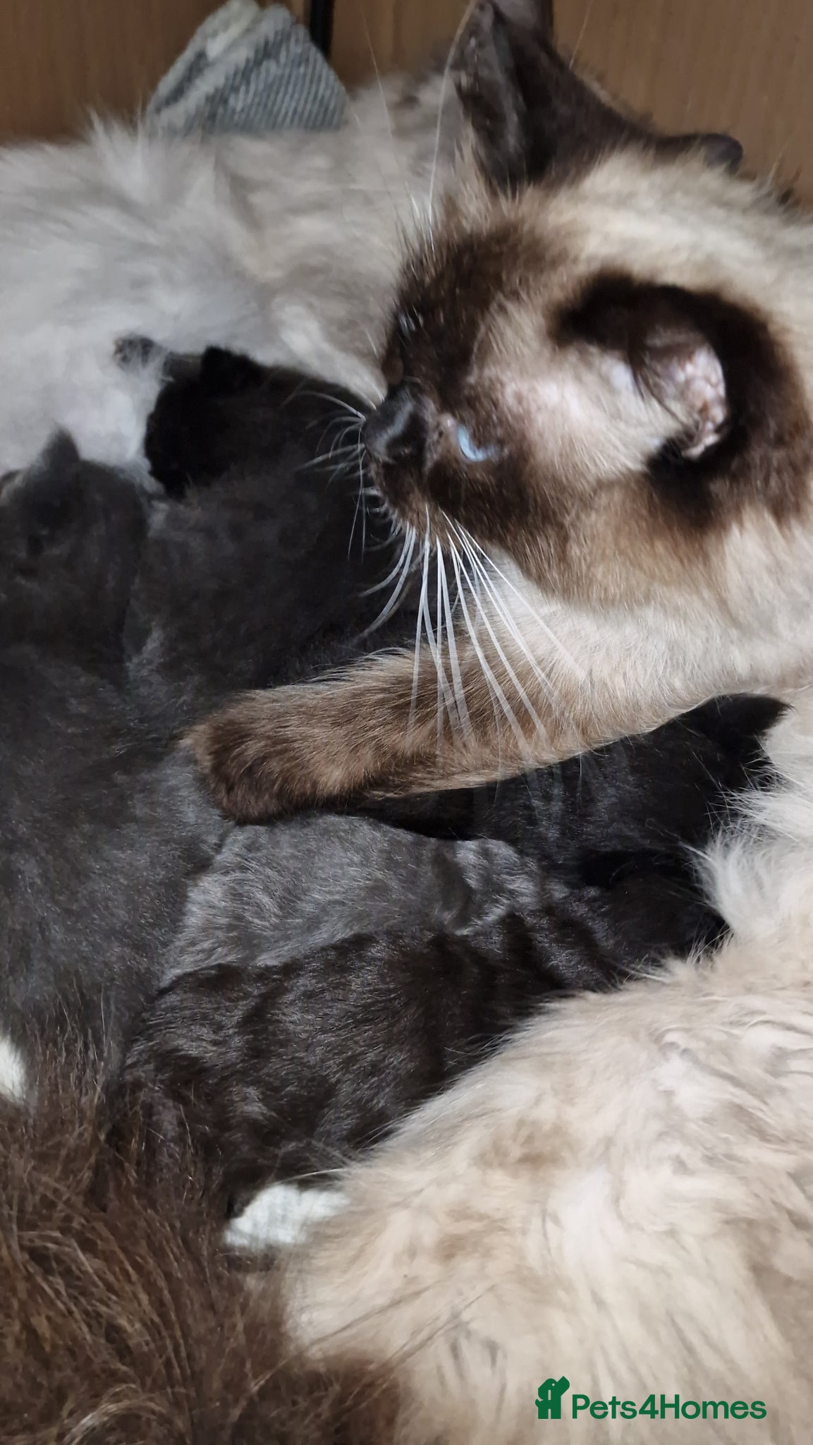 Ragdoll cats 3 Ragdoll x male kittens! - Advert 5