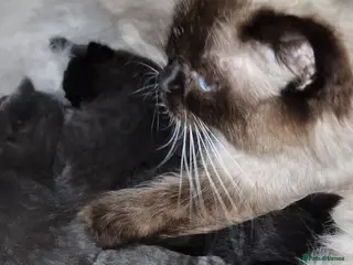 Ragdoll cats 3 Ragdoll x male kittens! - Advert 5