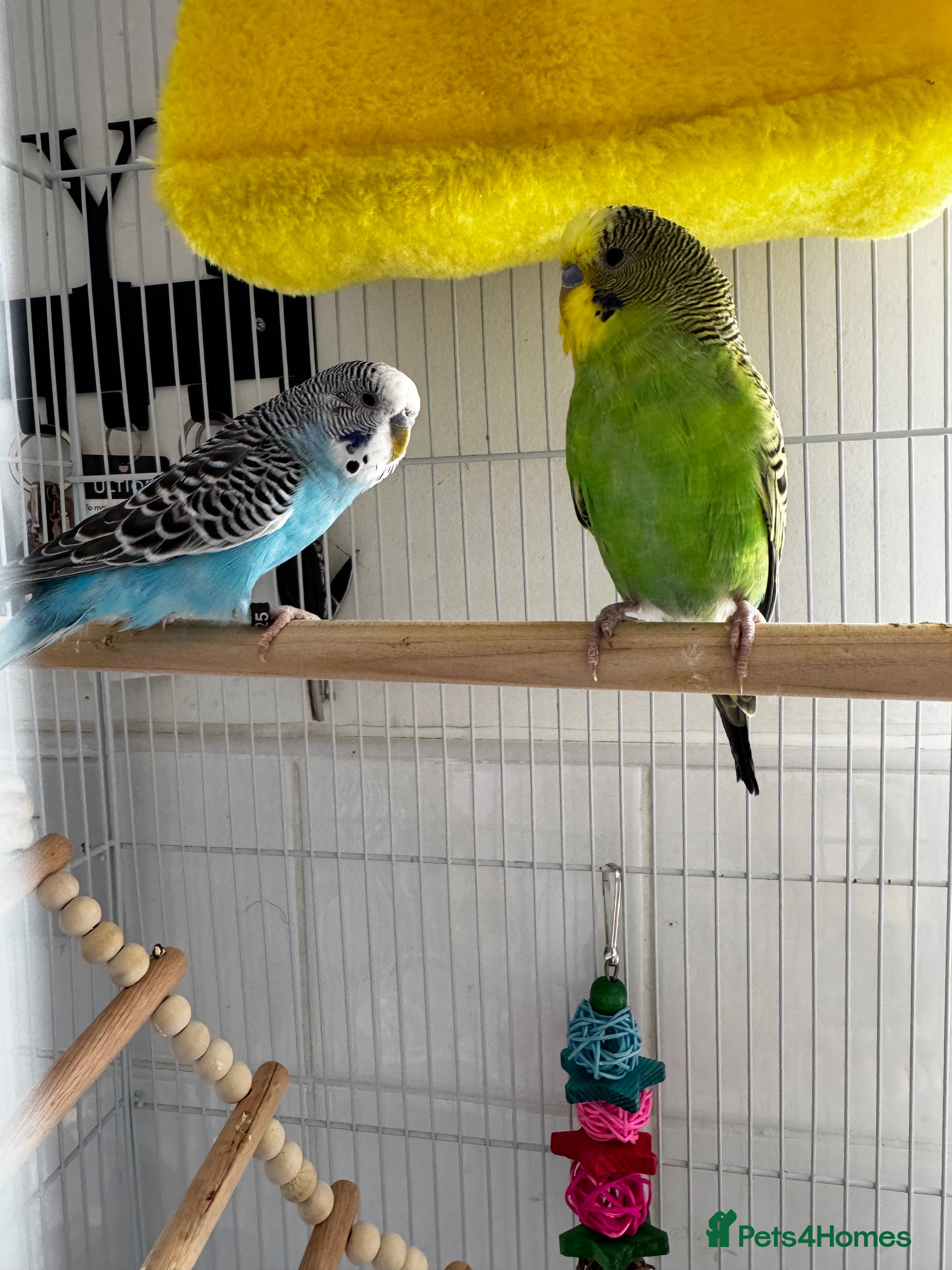 Budgerigars birds Bonded male budgies  - Advert 3