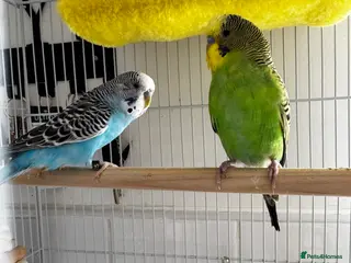 Budgerigars birds Bonded male budgies - Advert 1