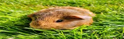 Guinea Pig rodents for sale: Daisy & Poppy, Female Guinea Sisters (2yo in June) in Cowbridge - Advert 6