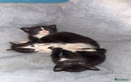 Domestic Shorthair cats for sale: 3 sweet black and white kittens  - Image 6