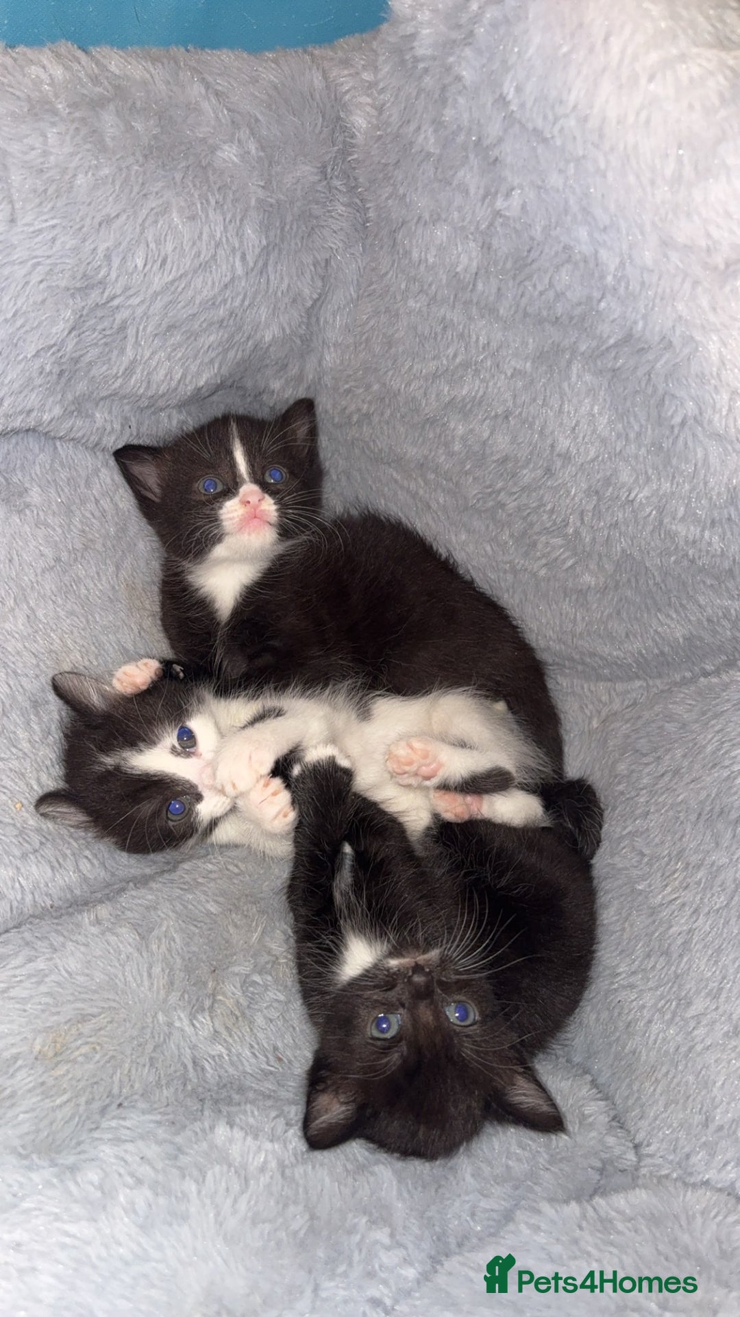 Domestic Shorthair cats for sale: 3 sweet black and white kittens  - Image 6