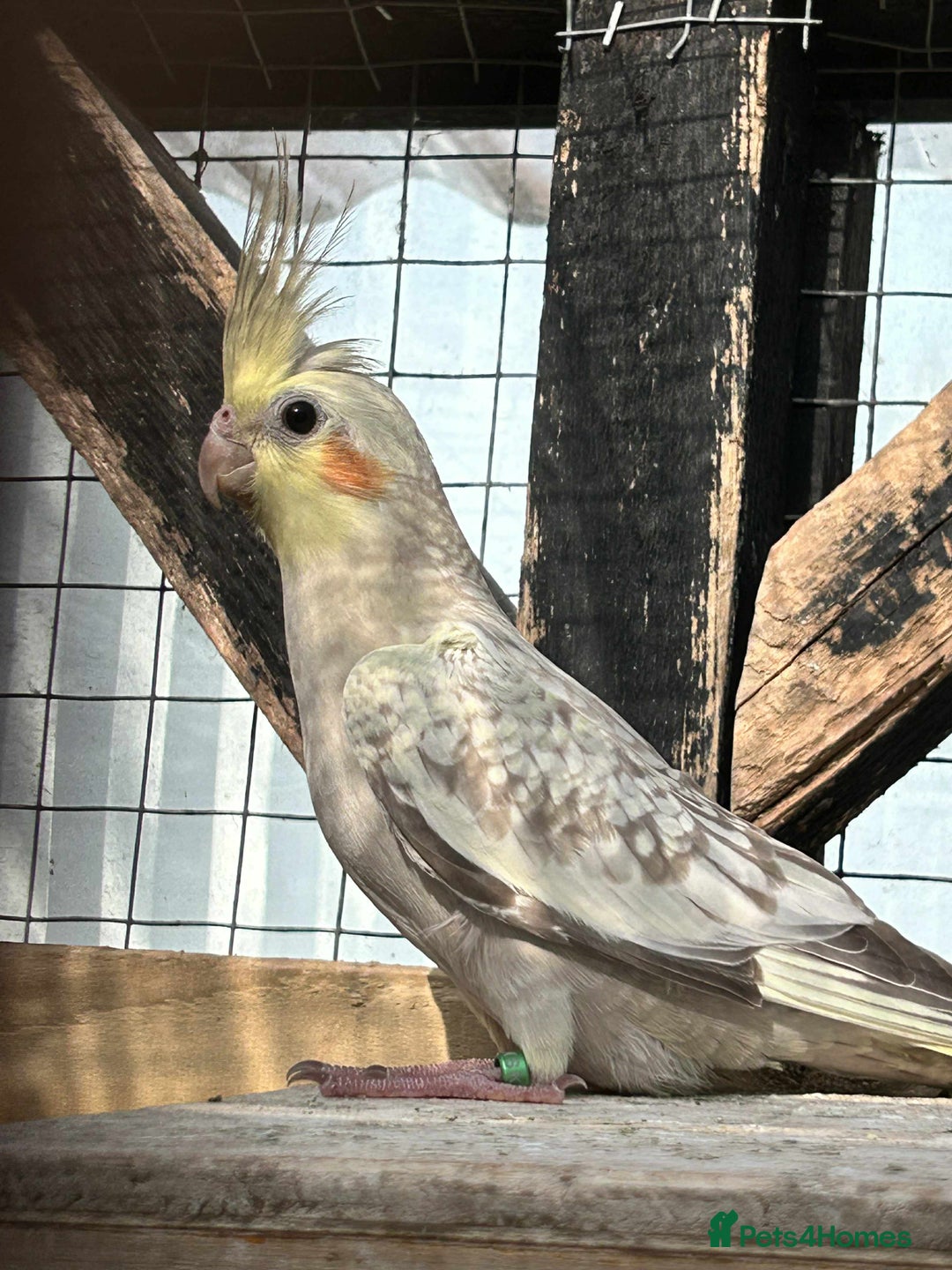Mixed Breed birds for sale: Male cockateils  - Image 2