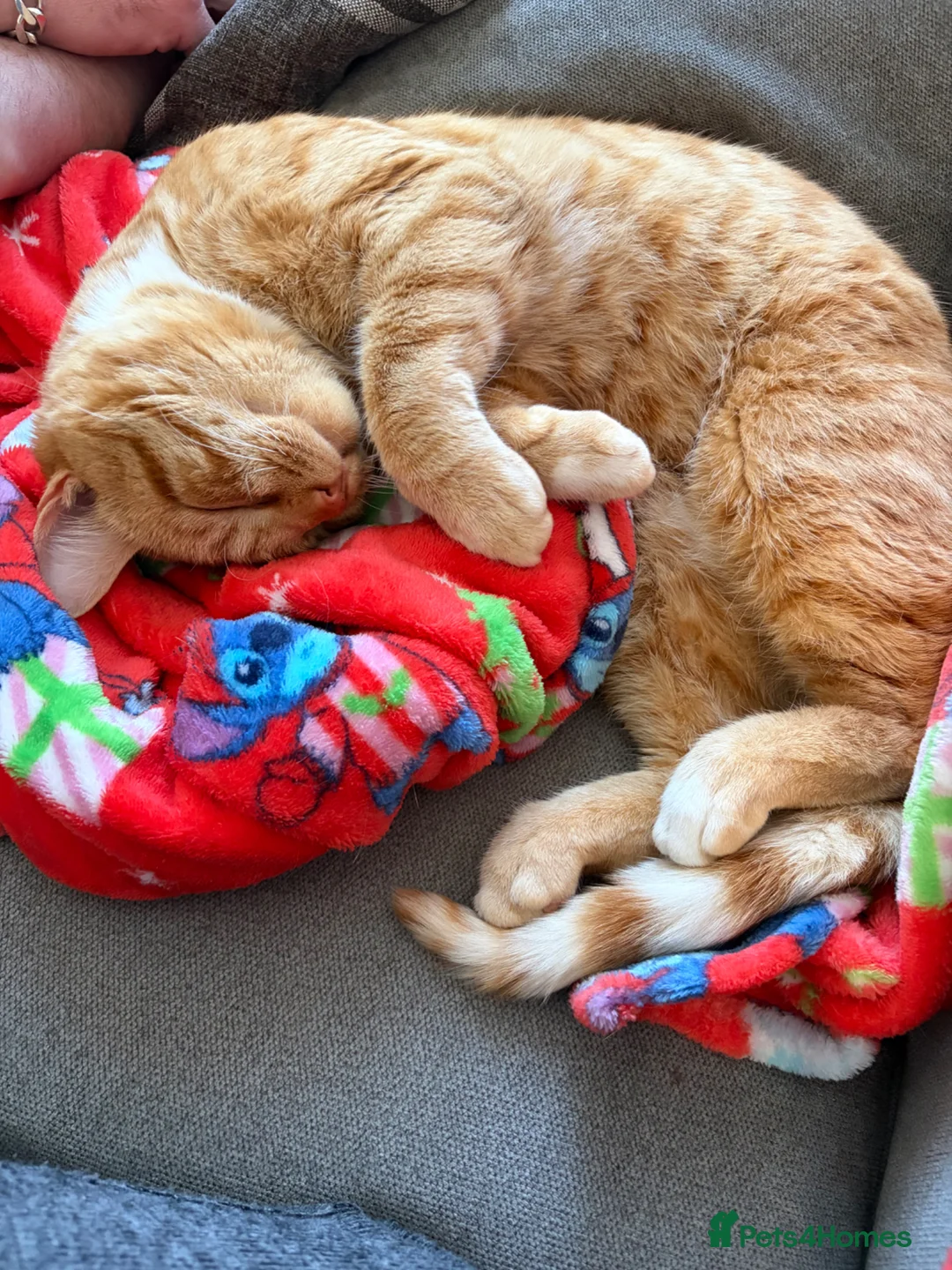 Mixed Breed cats for sale: Male  **   in Eastbourne - Advert 1