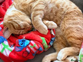 Mixed Breed cats Male ** - Advert 8