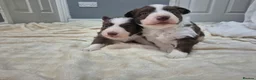 Border Collie dogs for sale: 🐾 Border Collie Puppies Available! ❤️ - Advert 5