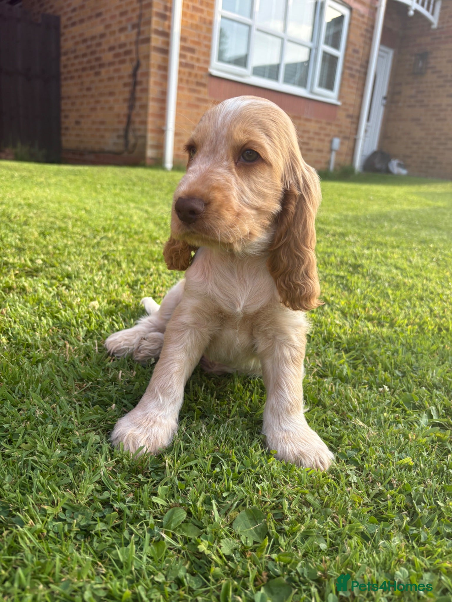 Cocker Spaniel dogs 💙3 Boys💙 KC Registered Show Cockerspaniel Puppy - Advert 1