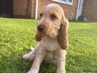 Cocker Spaniel dogs 💙3 Boys💙 KC Registered Show Cockerspaniel Puppy - Advert 1