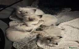 Ragdoll cats for sale: Ragdoll - Pedigree  - Image 1