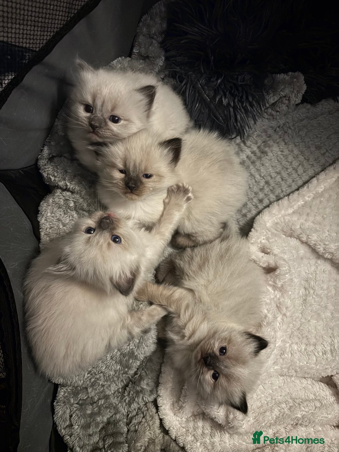Ragdoll cats for sale: Ragdoll - Pedigree  - Image 1