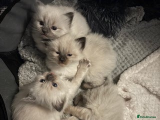 Ragdoll cats - Advert 36