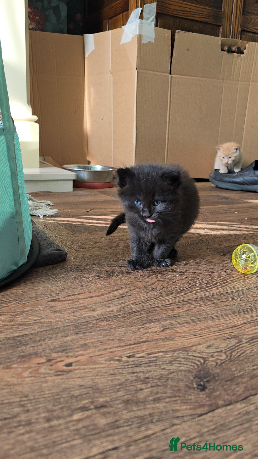 Mixed Breed cats for sale: Beautiful Kittens  - Image 35
