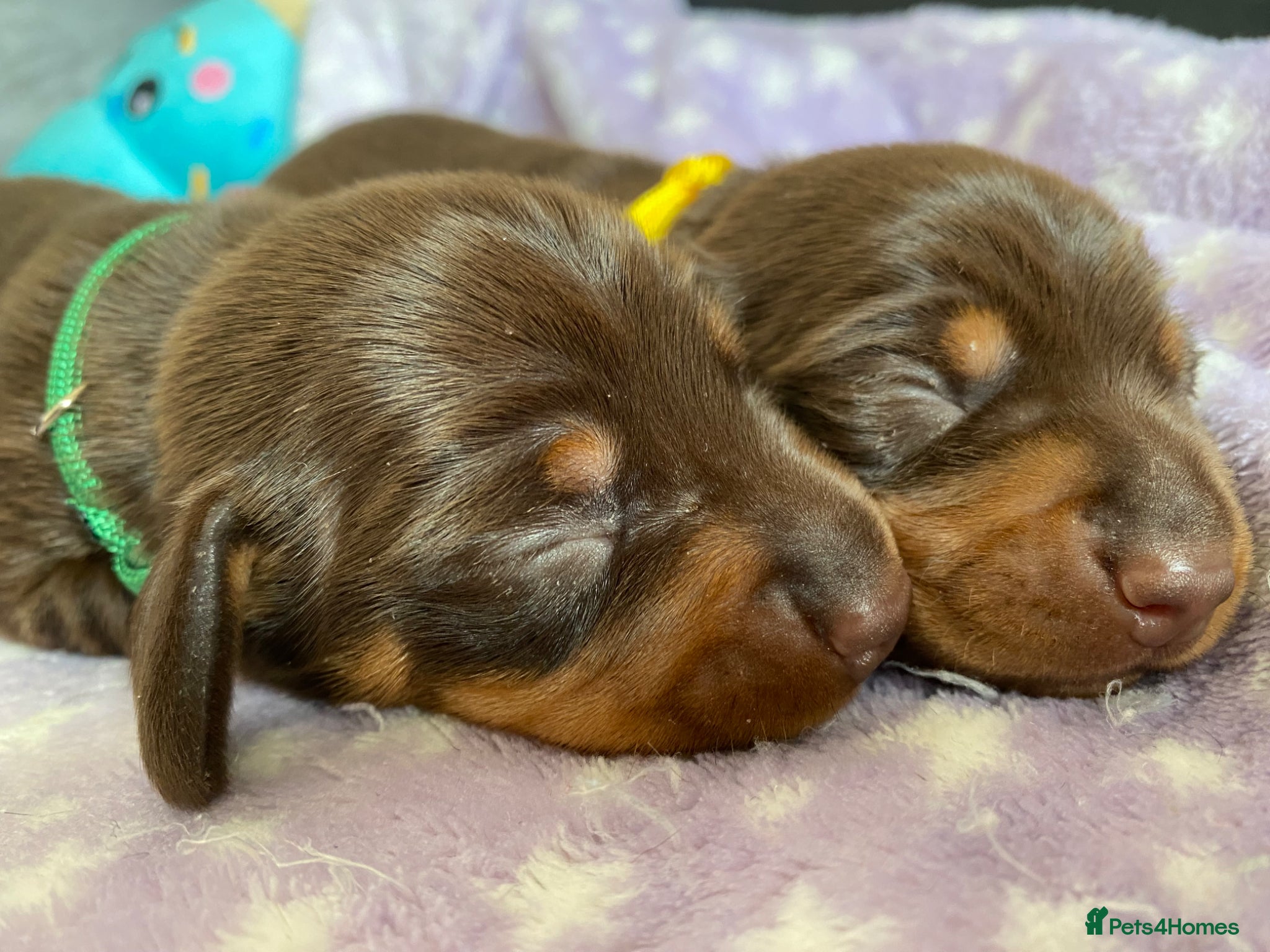 Miniature Dachshund dogs The Cutest Dachshunds  - Advert 2