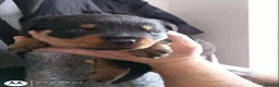 Rottweiler dogs for sale: Beautiful Rottweiler puppy’s  in Weston-super-Mare - Advert 3
