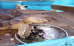 Tortoise reptiles for sale: Toby the tortoise - Image 1