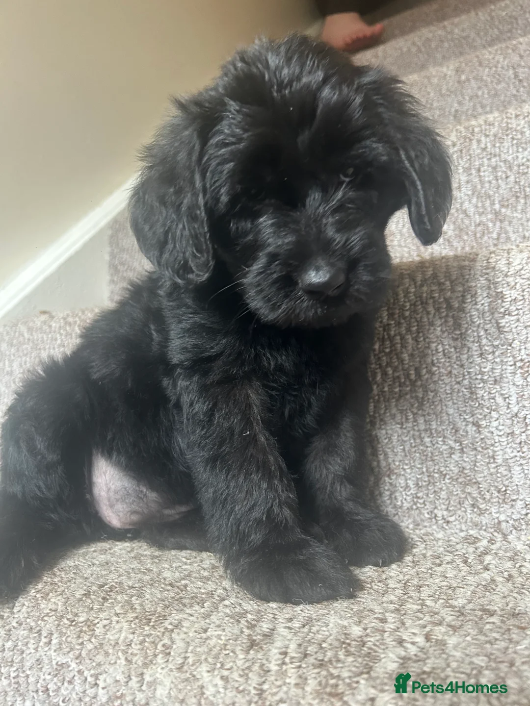 Labradoodle dogs for sale: F1 Labradoobles puppy’s ❤️💙 - Advert 1